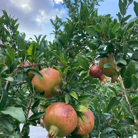 Antica Dimora 1791 * أفيترانا